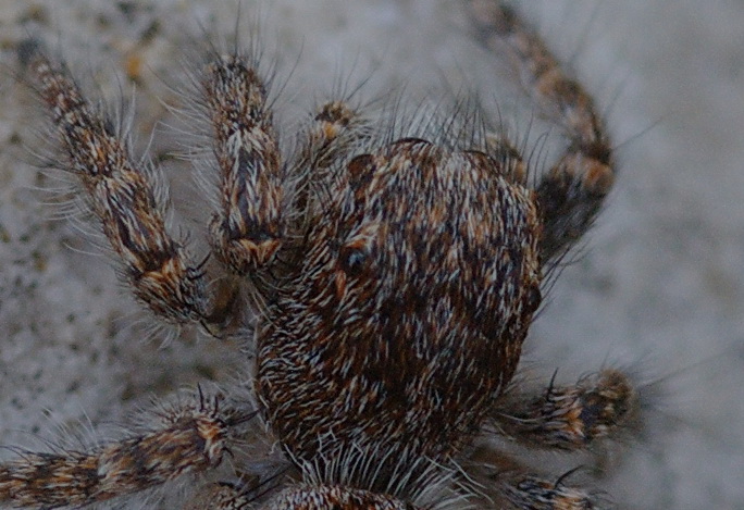 Philaeus crysops